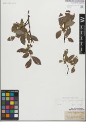 Foto von Salix glabra Scop. x Salix nigricans Sm.